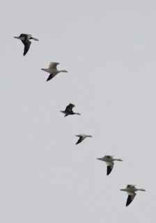 Ross's Goose, ML41560291
