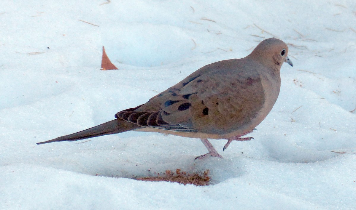 Mourning Dove - Michael Greer