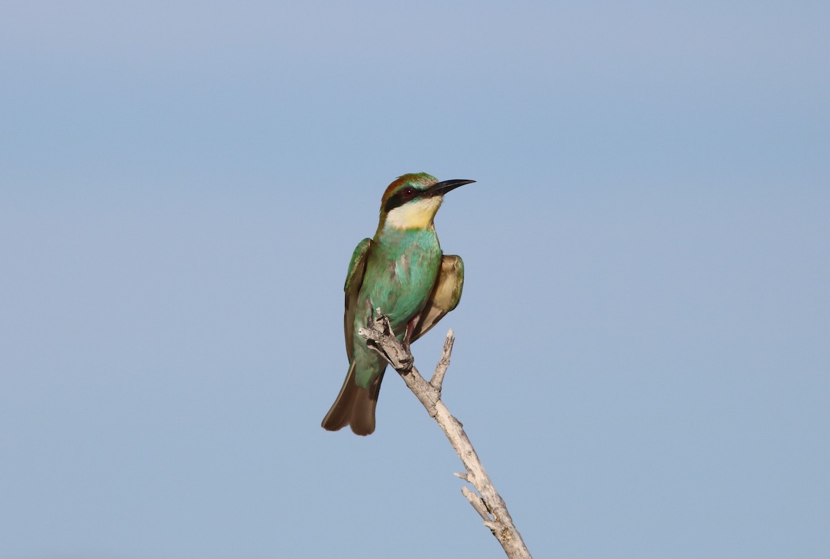 European Bee-eater - ML41561101
