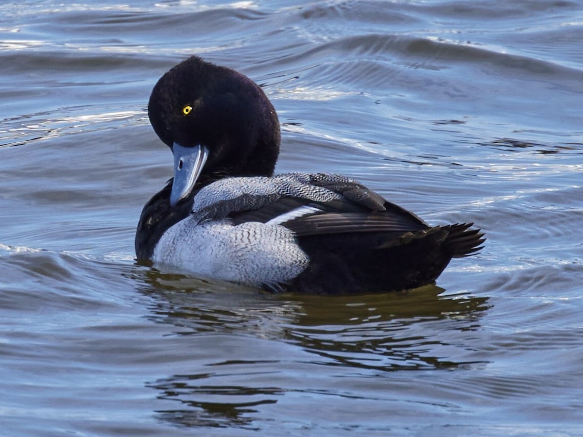 Greater/Lesser Scaup - ML415611841