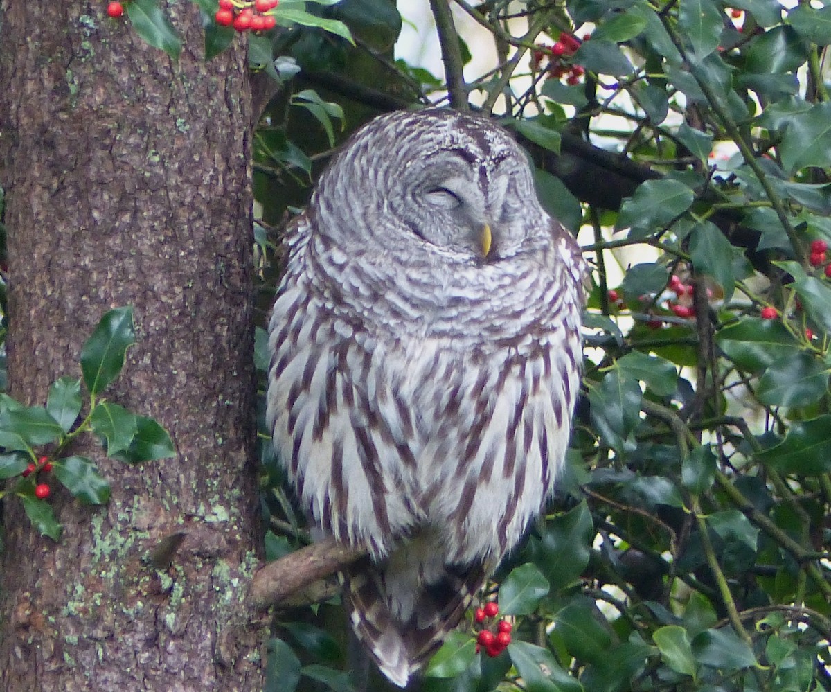 Barred Owl - ML41561411