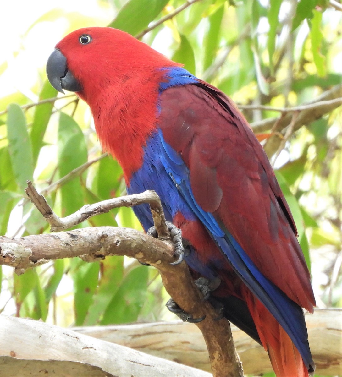 Papua Eklektus Papağanı - ML415617801