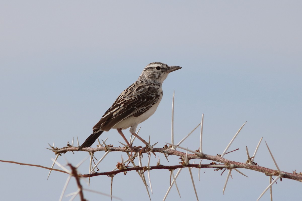 Sabota Lark - Calendulauda sabota - Birds of the World