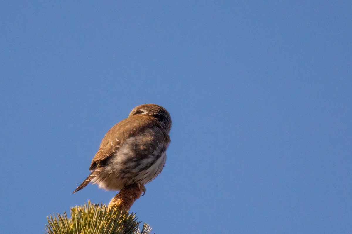Northern Pygmy-Owl (Pacific) - Joe Tuvell
