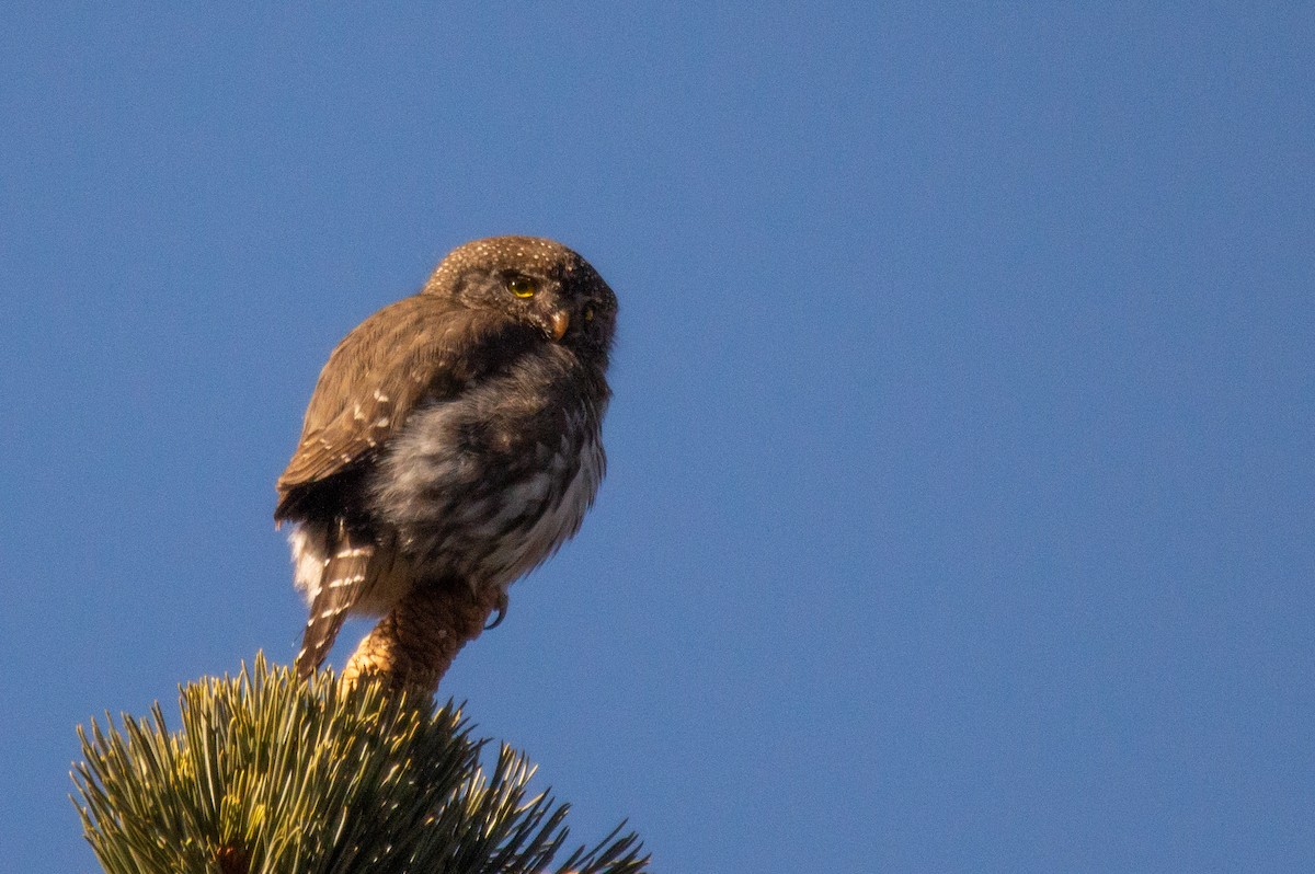 Northern Pygmy-Owl (Pacific) - ML415626161