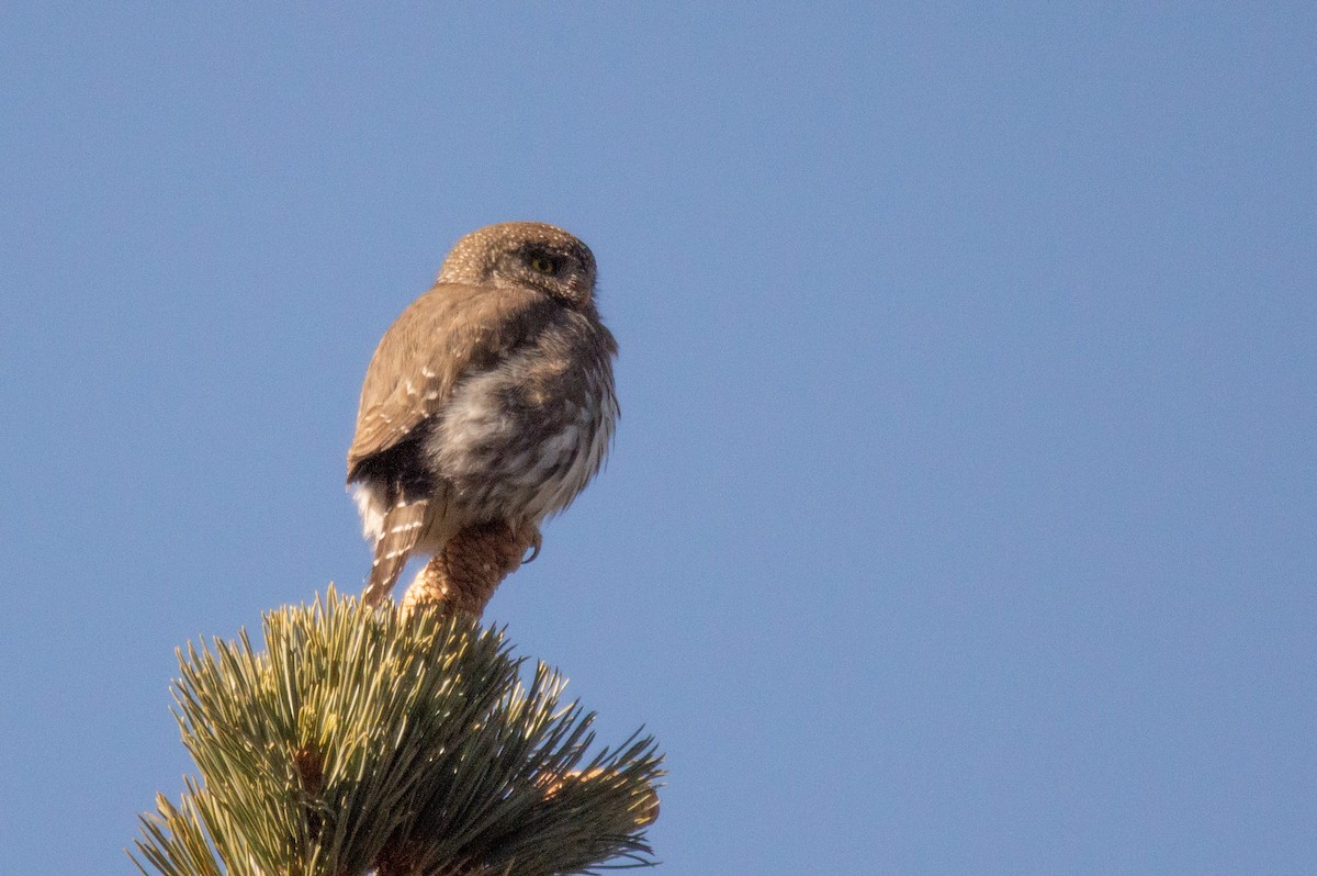 Northern Pygmy-Owl (Pacific) - ML415626191