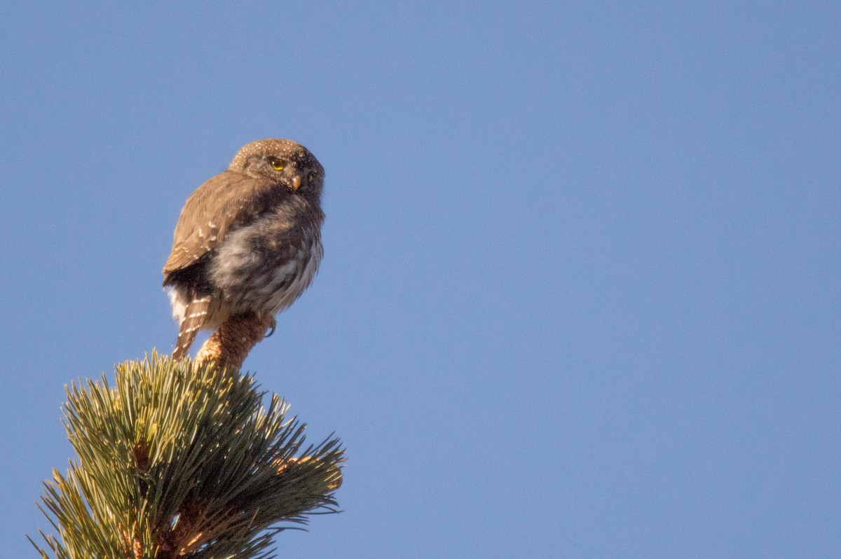 Northern Pygmy-Owl (Pacific) - ML415626201