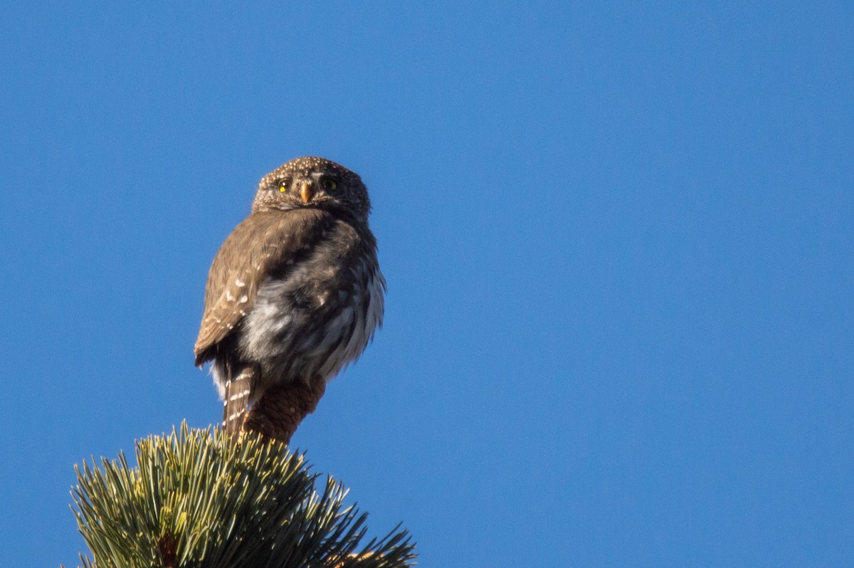 Northern Pygmy-Owl (Pacific) - Joe Tuvell