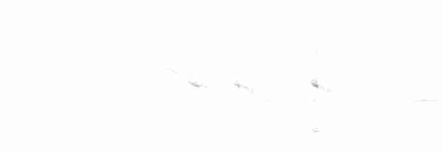 Weißbugtäubchen - ML415628141