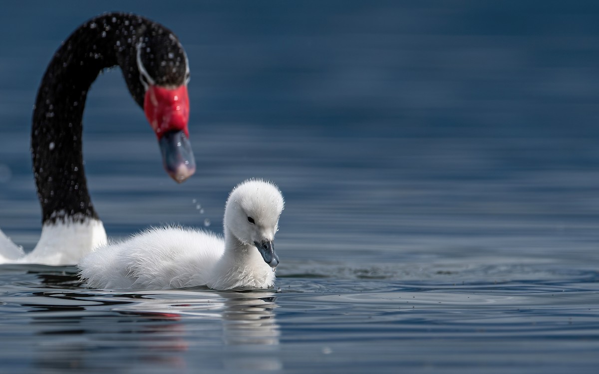 Black-necked Swan - ML415629261