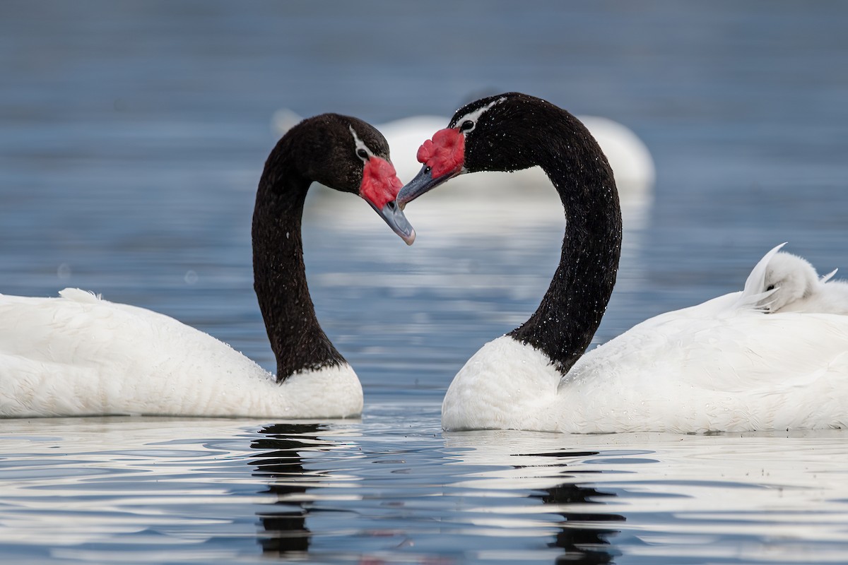 Black-necked Swan - ML415629341