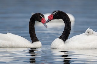Black-necked Swan, ML415629341