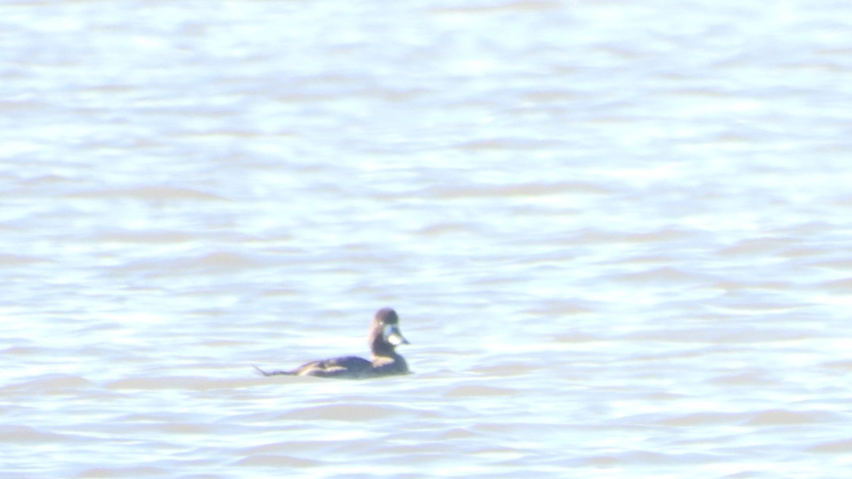 Greater Scaup - Charlotte Chehotsky