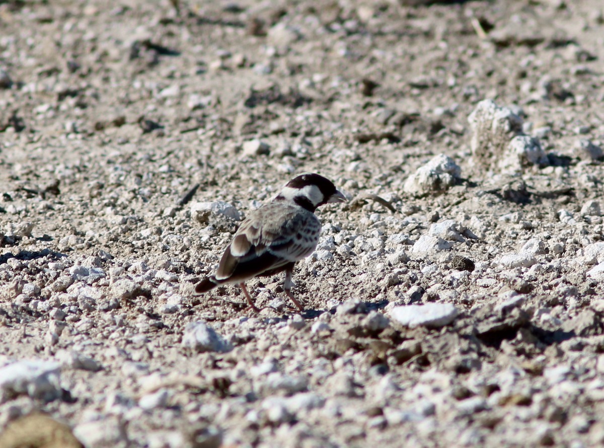 Gray-backed Sparrow-Lark - ML41563721