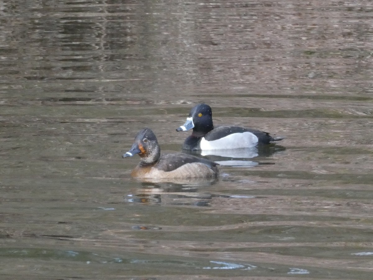 Ring-necked Duck - ML415639491