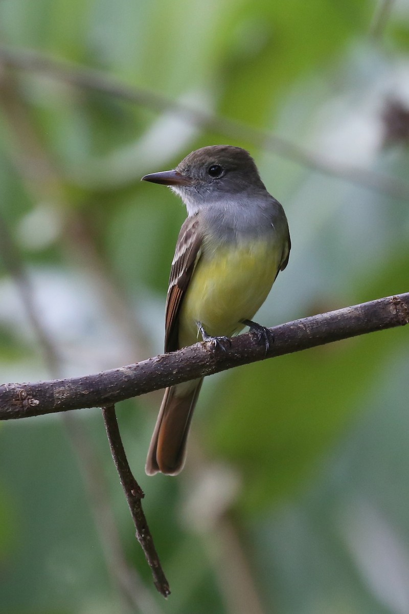Great Crested Flycatcher - ML41563961