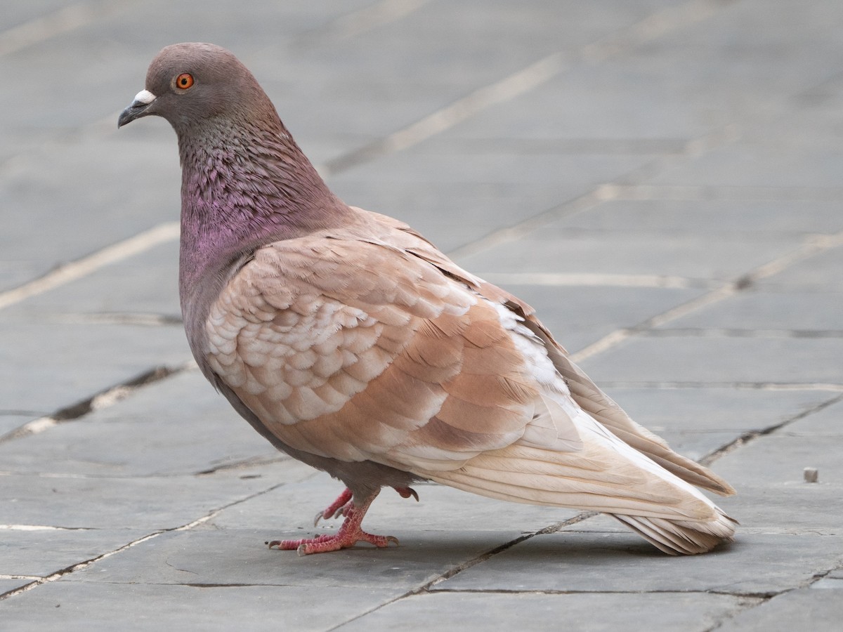 Сизый голубь (Одомашненного типа) - ML415645191