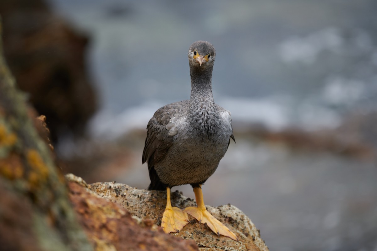 Spotted Shag - ML415669701