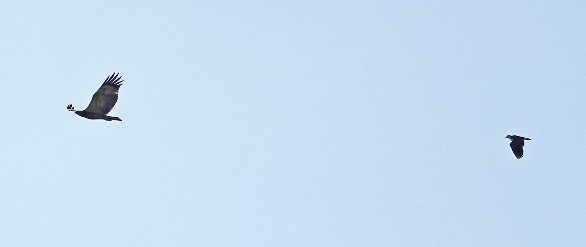 Белобрюхий орлан - ML415675931