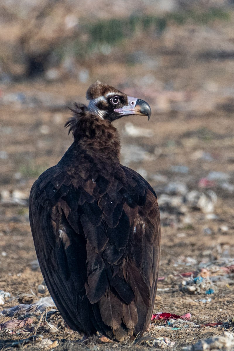 Cinereous Vulture - ML415678581