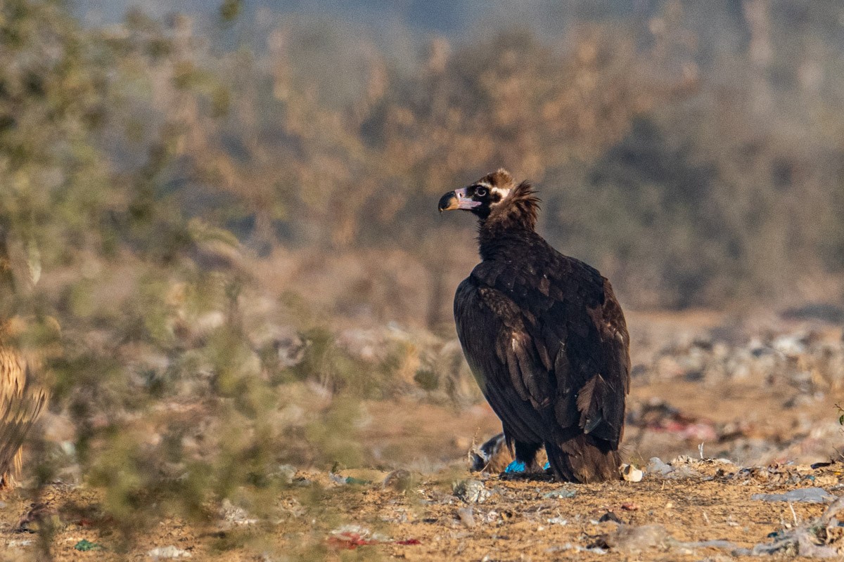 Cinereous Vulture - ML415678591