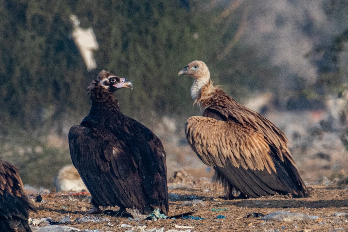 Cinereous Vulture - ML415678601