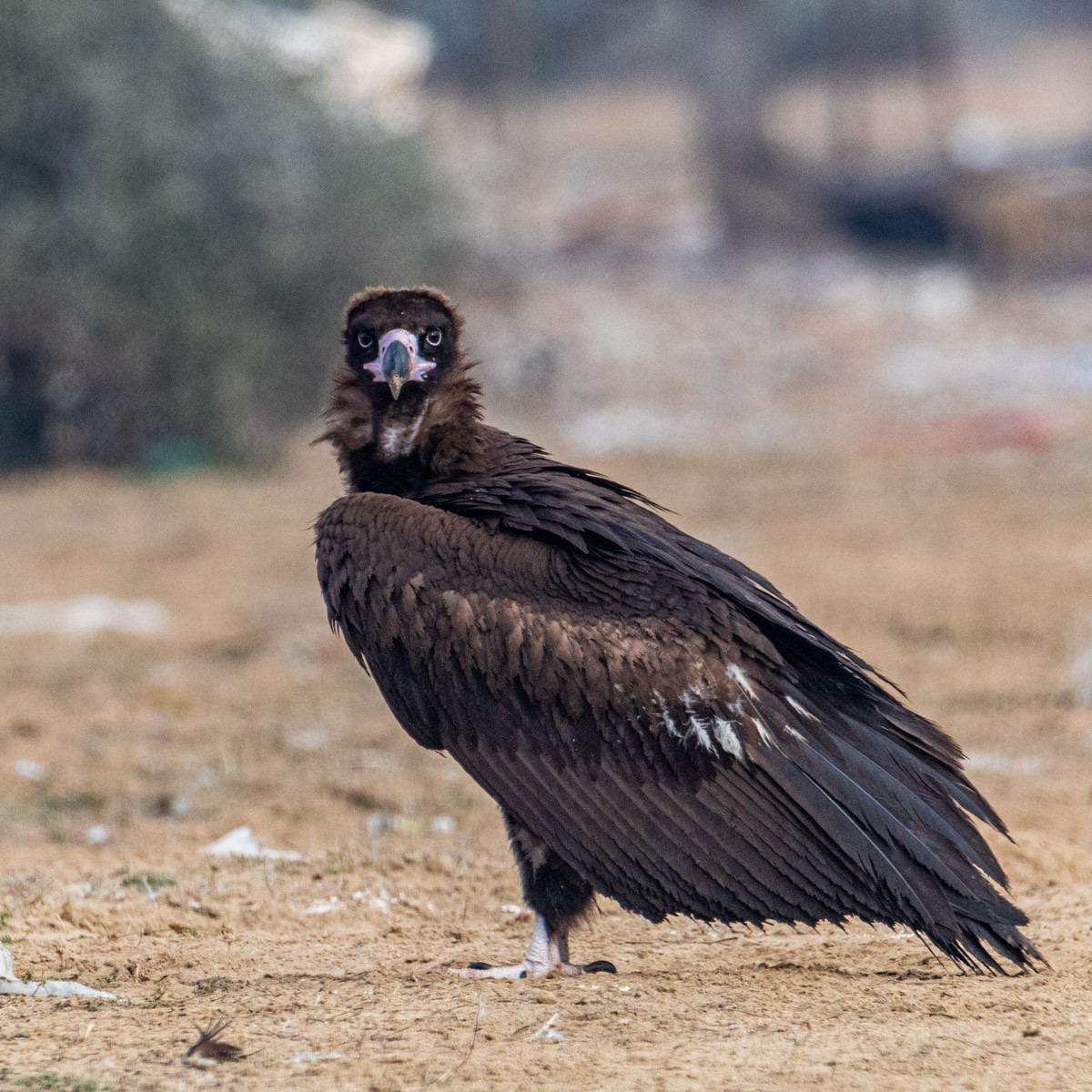 Cinereous Vulture - ML415678611