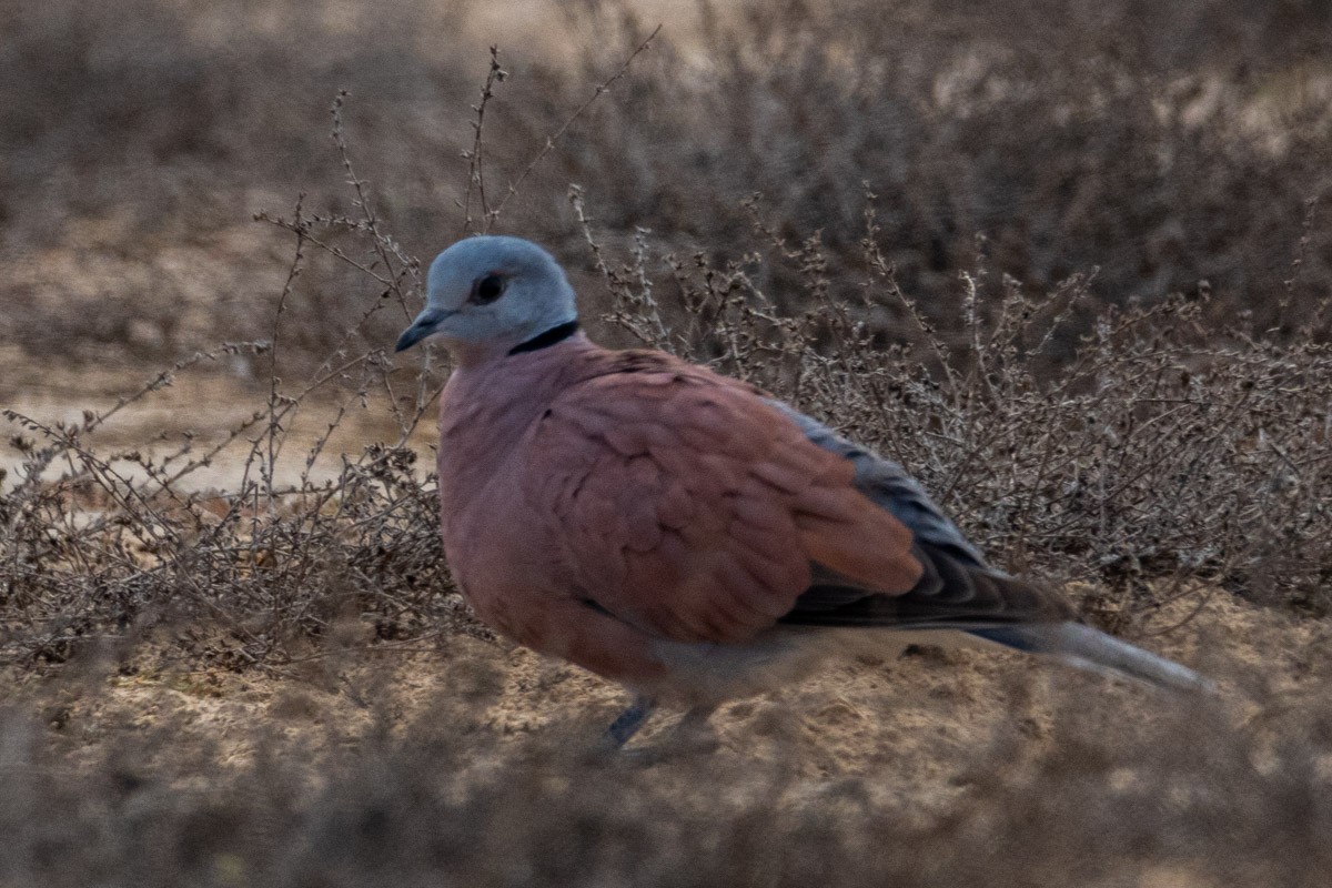 Red Collared-Dove - ML415678681