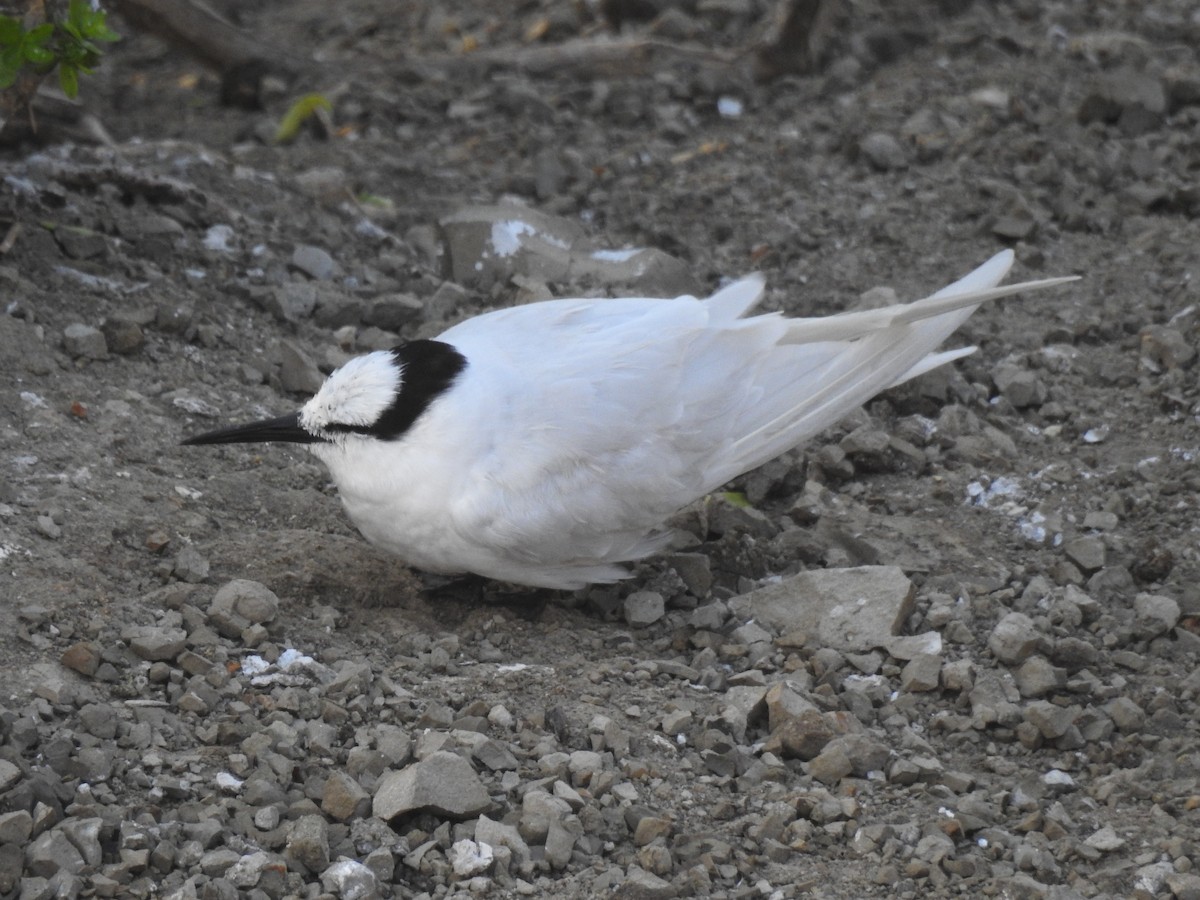 Black-naped Tern - ML415683041