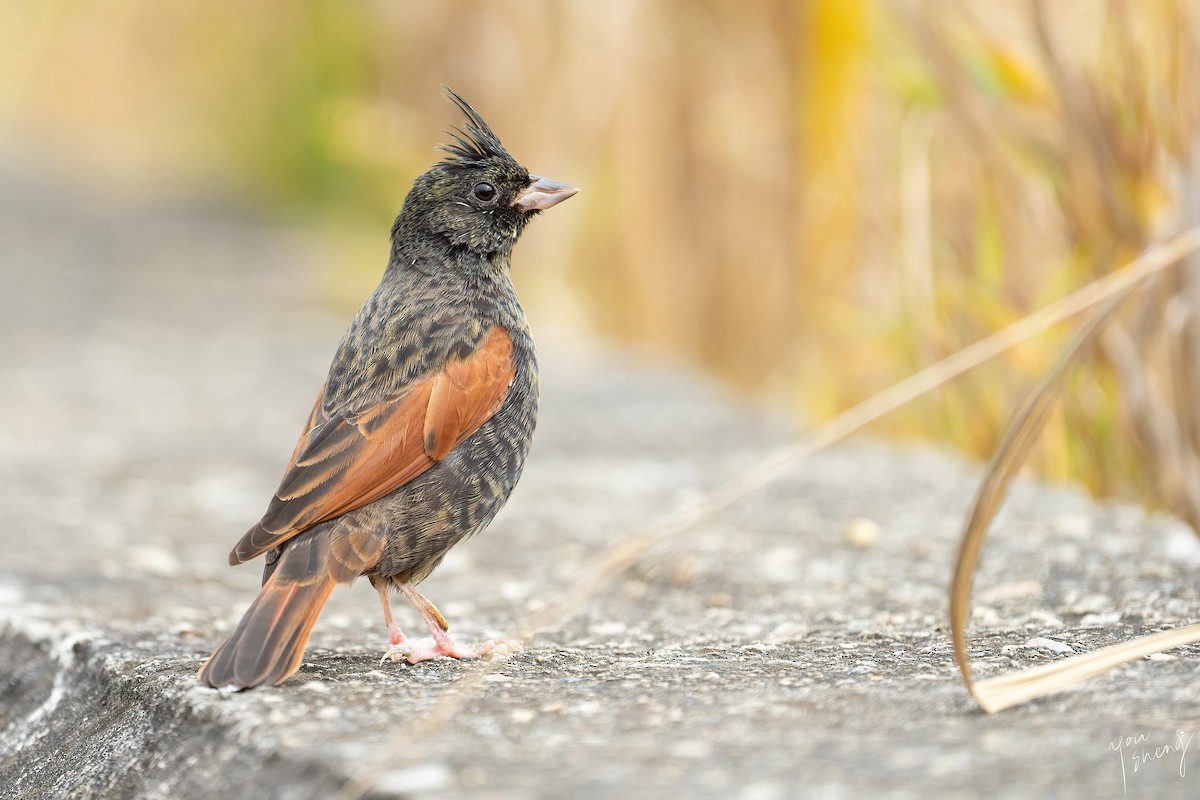Crested Bunting - ML415686221