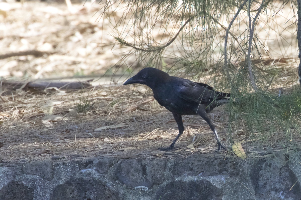 Torresian Crow - ML415686971