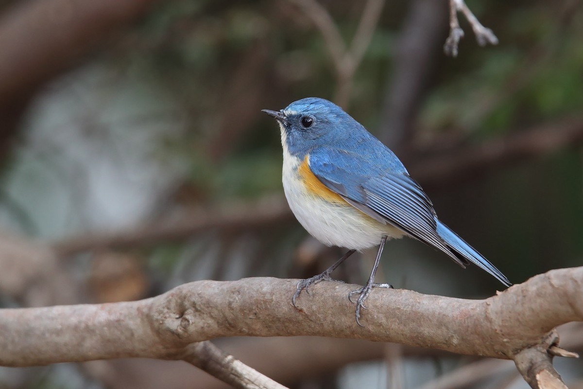 Red-flanked Bluetail - ML415689591
