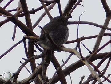 Northern Pygmy-Owl - ML41569281