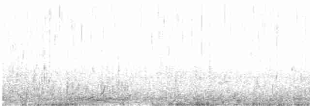 Common Eider (Eurasian) - ML415693711