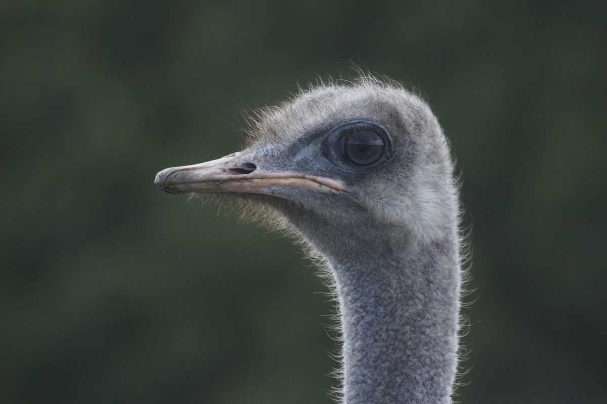 Common Ostrich - ML41569701