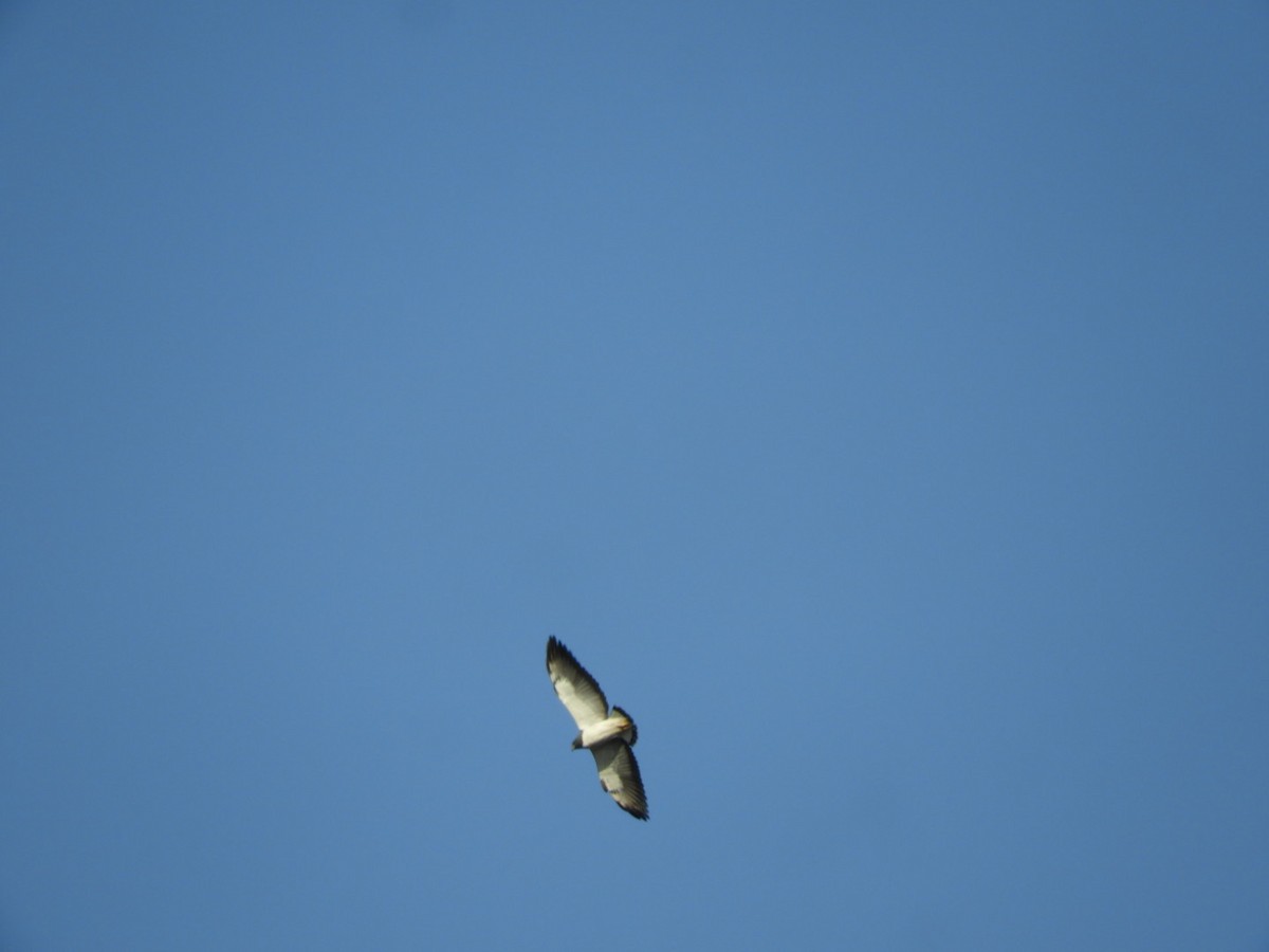White-tailed Hawk - Lisandro Moran