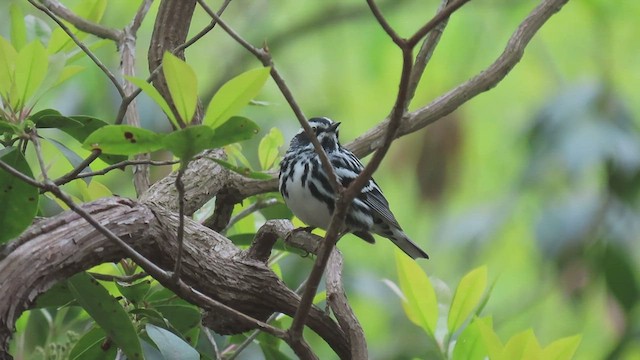 Black-and-white Warbler - ML415703501
