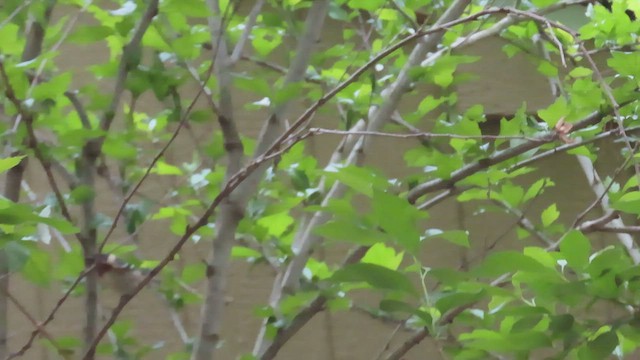 Bay-breasted Warbler - ML415704691