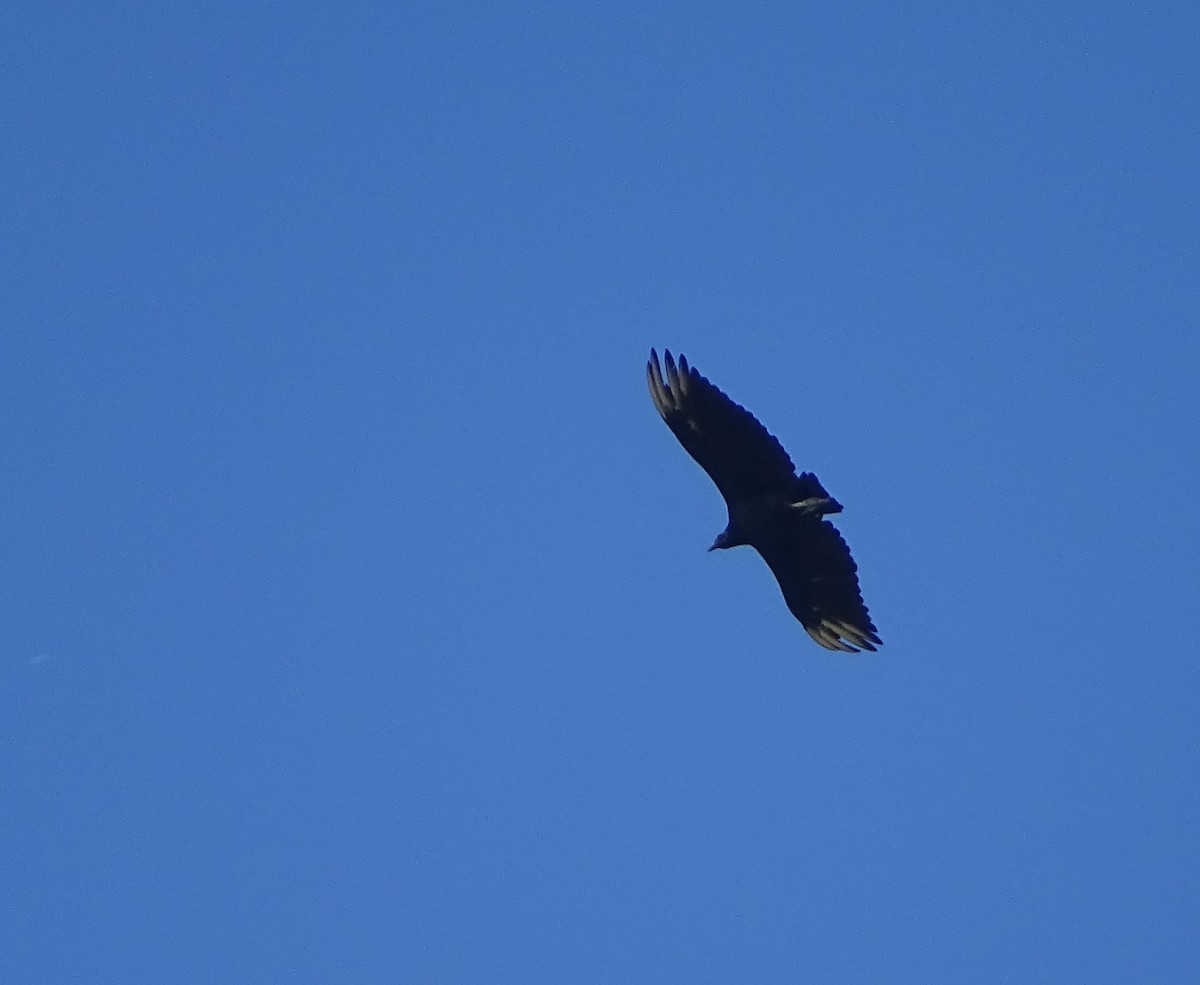 Black Vulture - ML415711241
