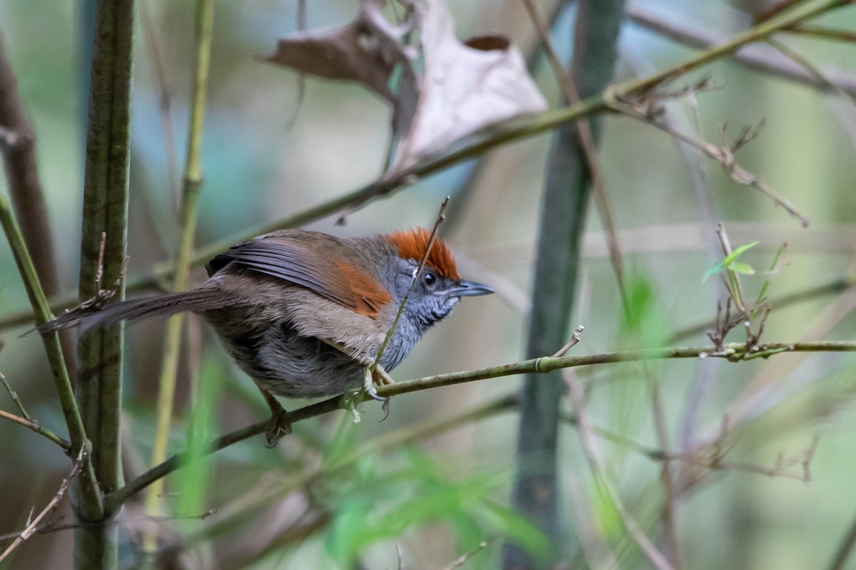 Spix's Spinetail - Carlos Moura