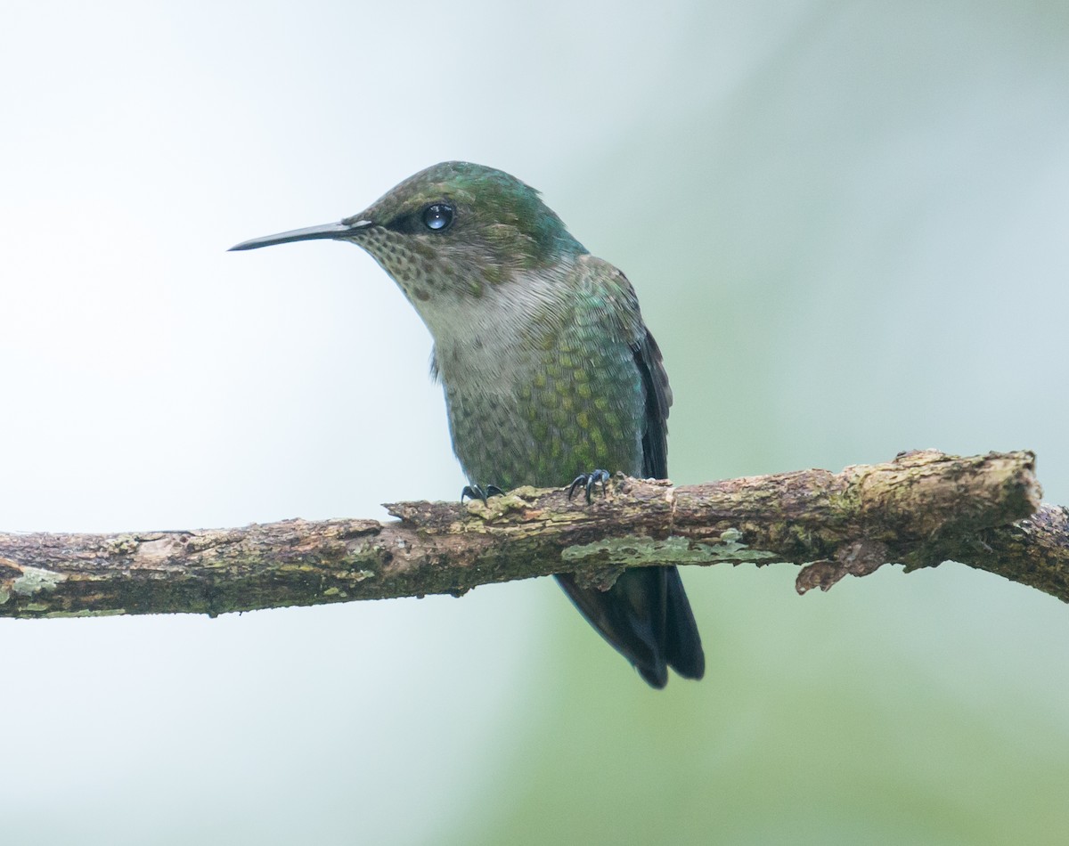 Vervain Hummingbird - Patrick Van Thull