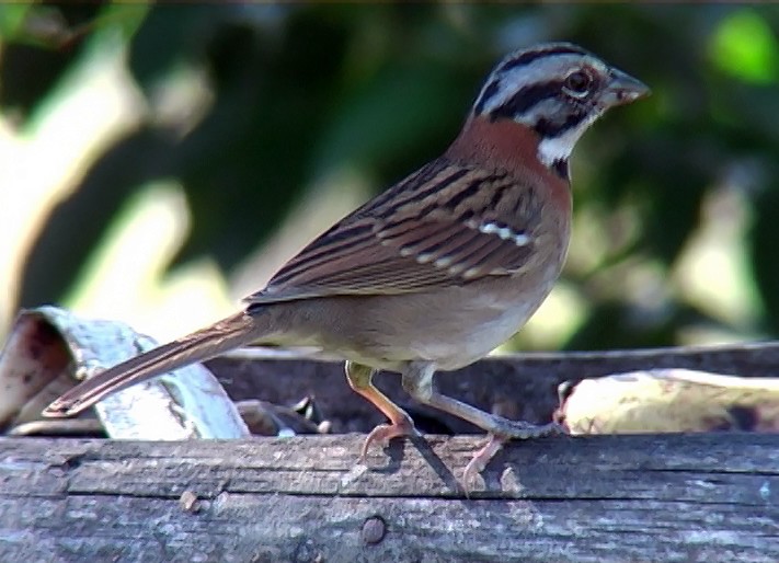Rufous-collared Sparrow (Rufous-collared) - Josep del Hoyo