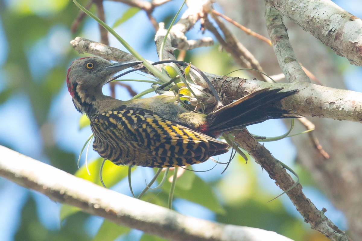 Hispaniolan Woodpecker - ML41571791