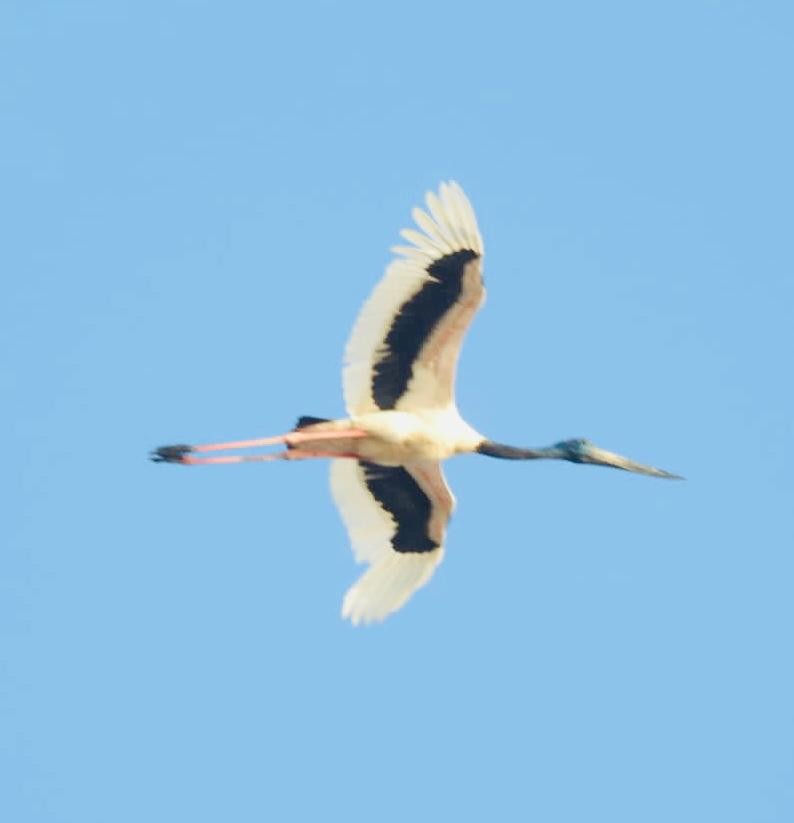 Black-necked Stork - Praveen Chavan