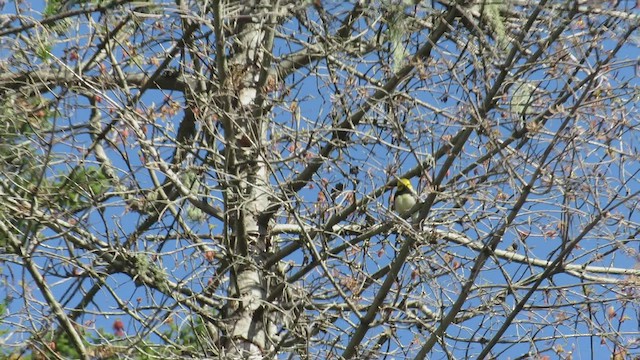 Black-throated Green Warbler - ML415725841