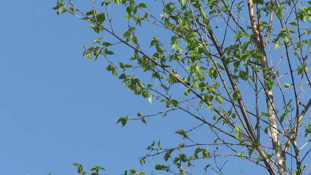 Magnolia Warbler - ML415725851