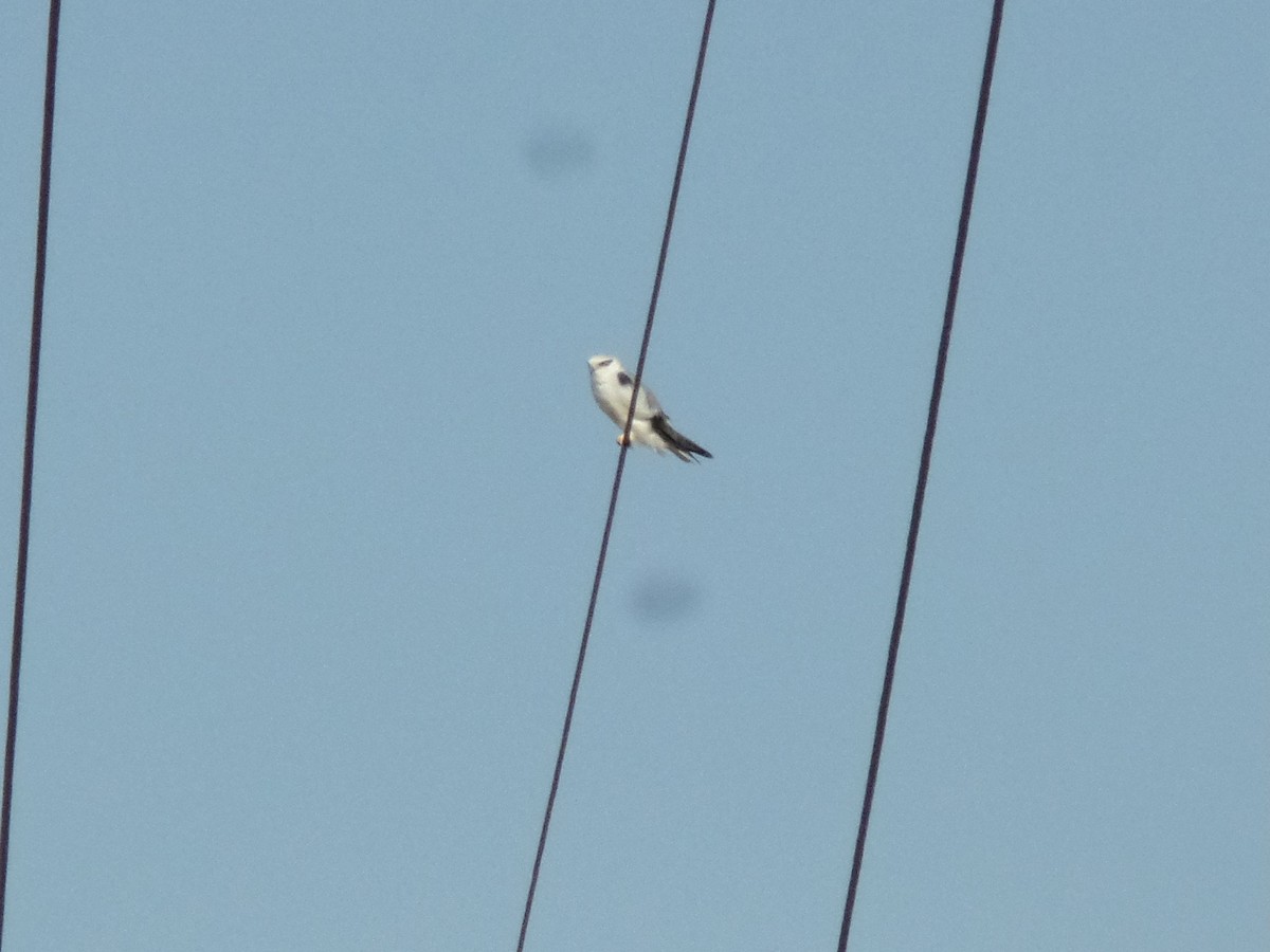 Black-winged Kite - ML415730121