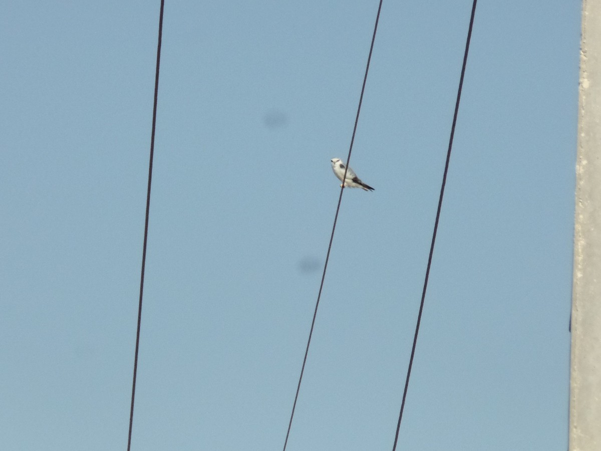 Black-winged Kite - ML415730141