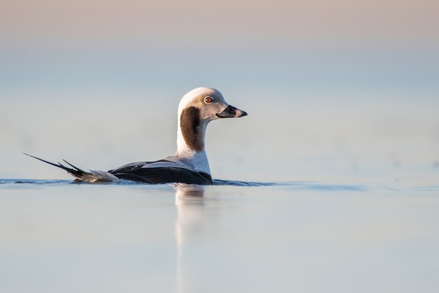 Long-tailed Duck - eBird