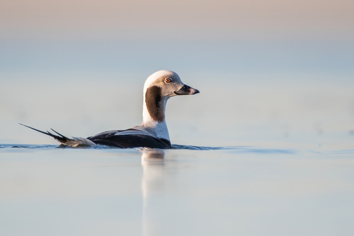 Long-tailed Duck - ML415732091